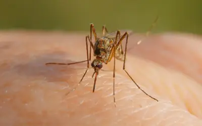 West-Nile-Topic-Box.png