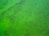 Green water